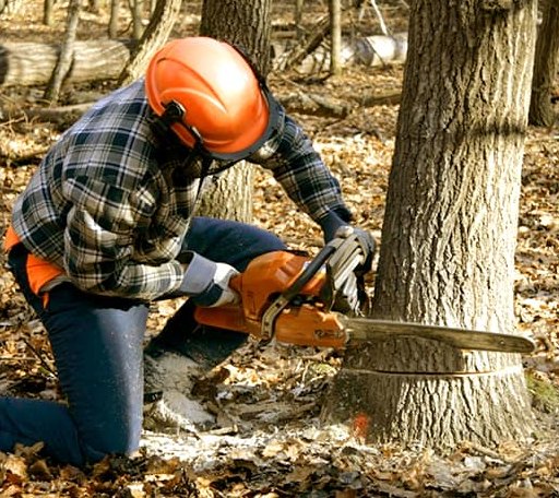 Tree Removal in Jewell, KS
